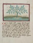 Johannes Hartlieb, Kräuterbuch, Detail: Kräuterpflanze "Dantus", 1460